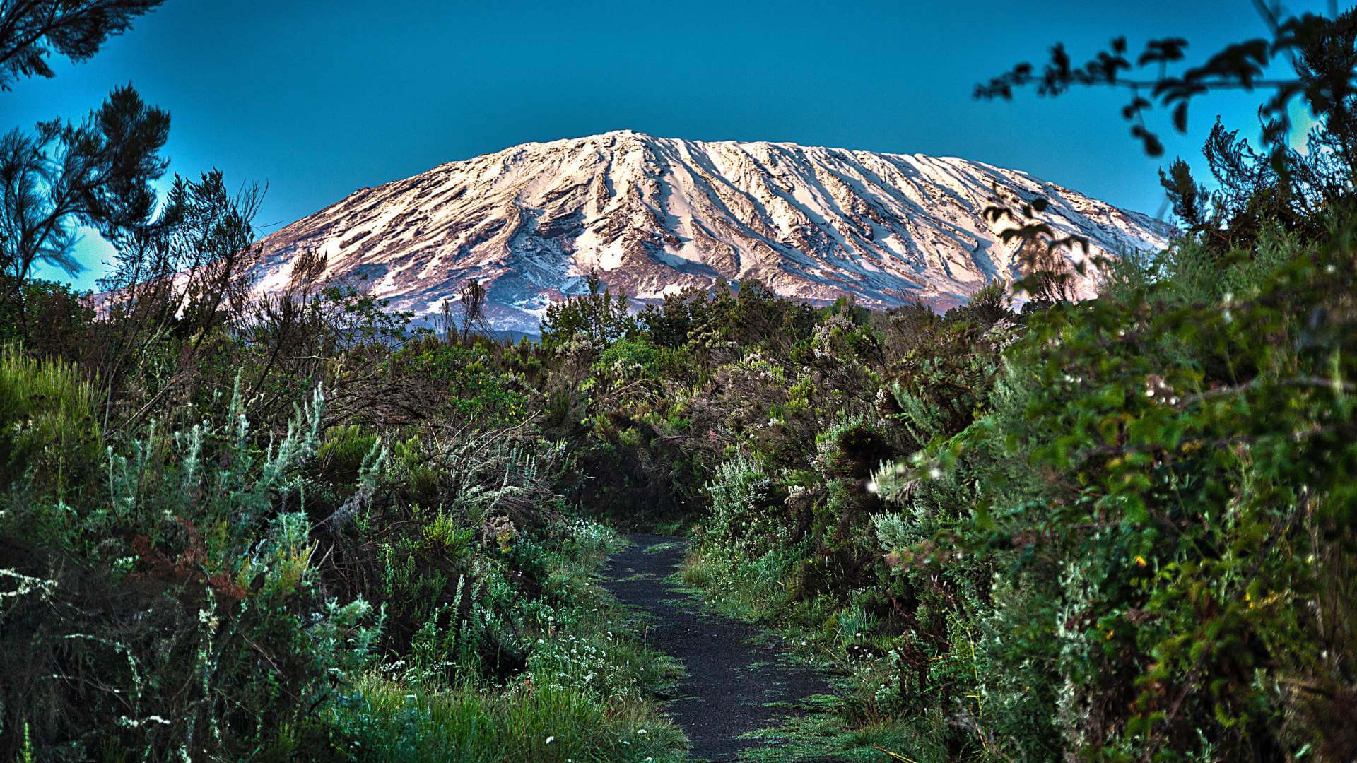 kilimanjaro arctic zone